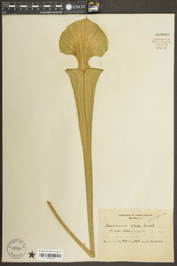 Sarracenia flava image