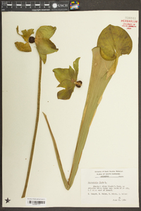 Sarracenia flava image