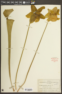 Sarracenia flava image