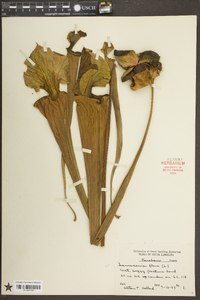 Sarracenia flava image