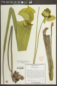 Sarracenia flava image