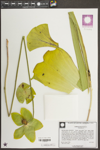 Sarracenia flava image