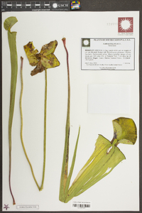 Sarracenia flava image