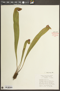 Sarracenia minor image