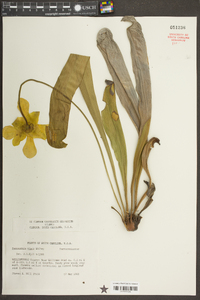 Sarracenia minor image