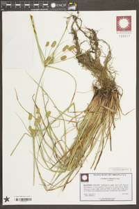 Cyperus croceus image