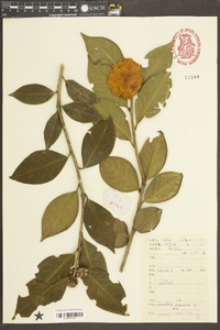 Camellia japonica image