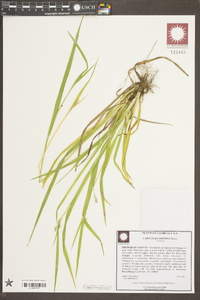 Carex flaccosperma image