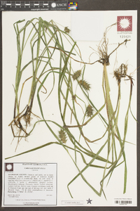 Carex louisianica image