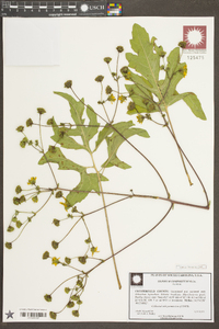 Silphium compositum image