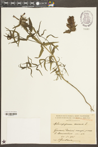 Melampyrum arvense image