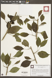 Pyrus calleryana image