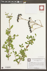 Viburnum obovatum image