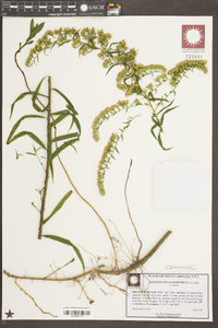 Solidago leavenworthii image