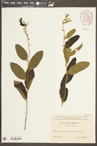 Helicteres angustifolia image