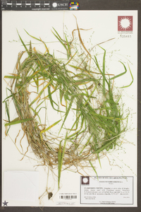 Kellochloa verrucosa image