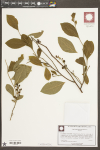 Vaccinium fuscatum image