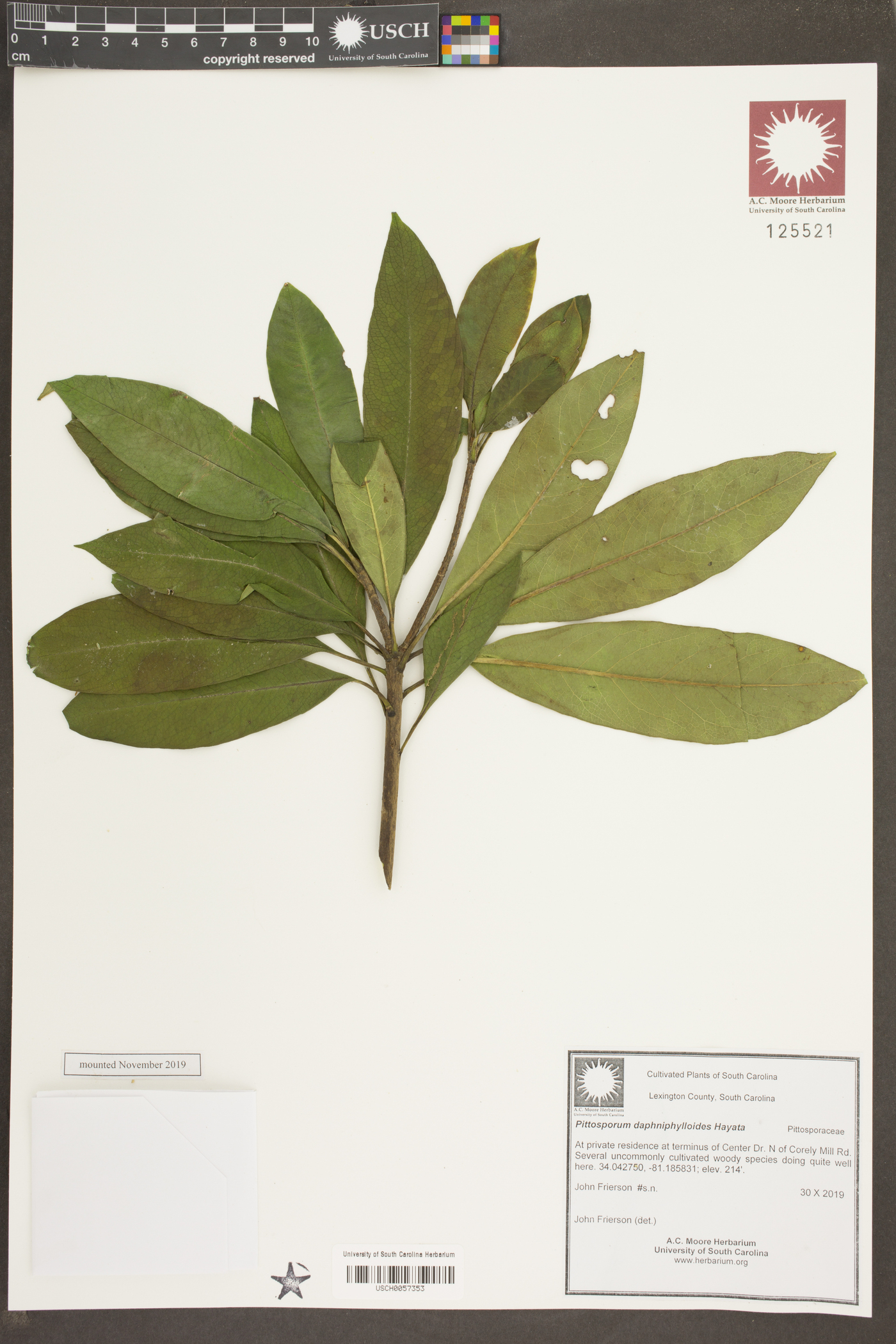 Pittosporum daphniphylloides image