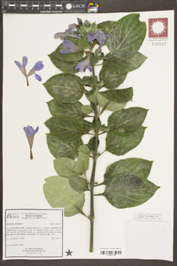 Barleria cristata image