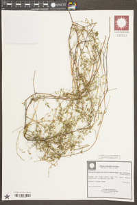 Paronychia americana subsp. americana image