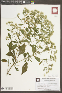 Eupatorium serratum image