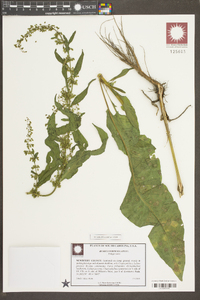 Rumex verticillatus image