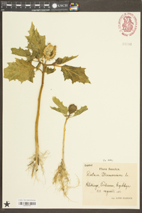 Datura stramonium image