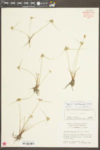 Cyperus neotropicalis image