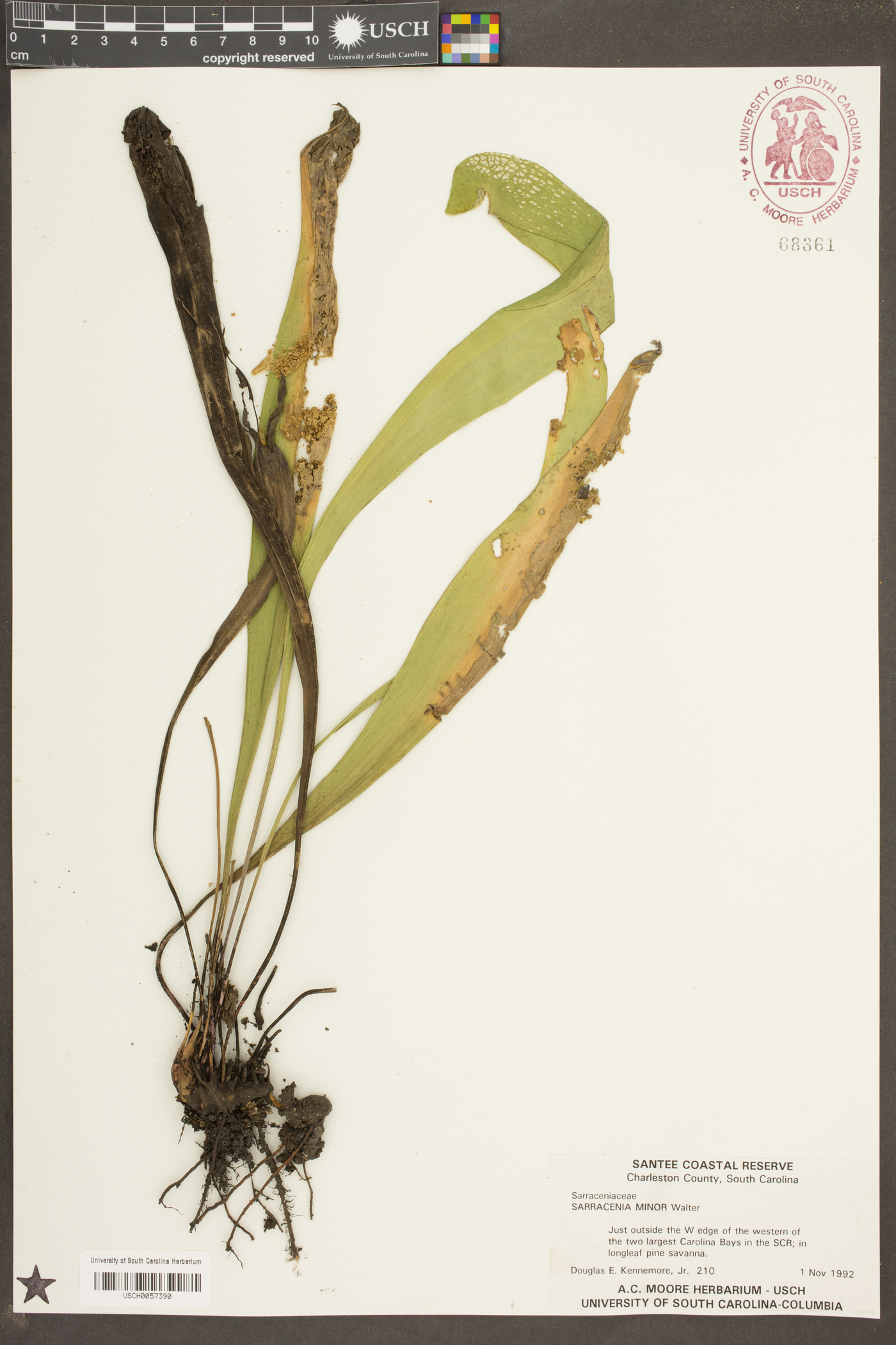 Sarracenia minor image