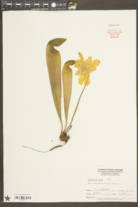 Sarracenia minor image