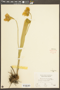 Sarracenia minor image
