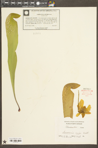 Sarracenia minor image