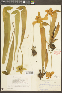 Sarracenia minor image