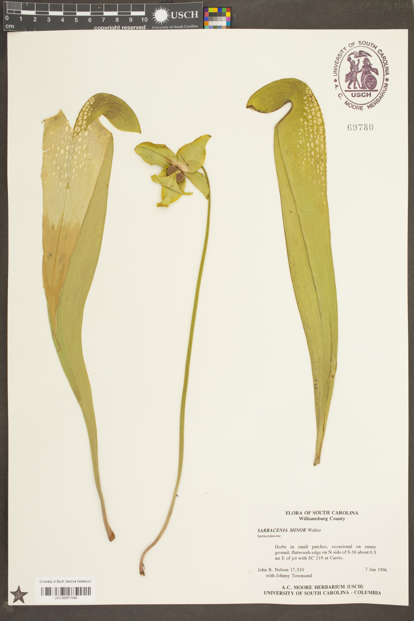 Sarracenia minor image