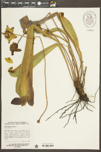 Sarracenia minor image