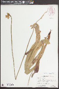 Sarracenia rubra image