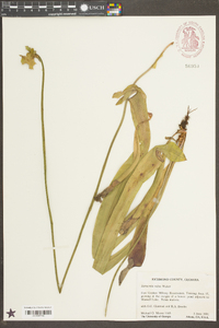 Sarracenia rubra image