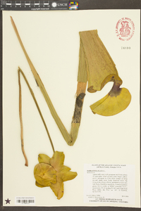 Sarracenia flava image