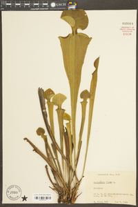 Sarracenia flava image