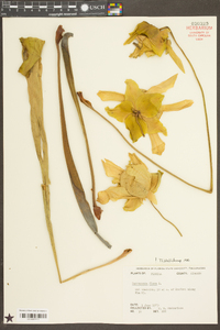 Sarracenia flava image