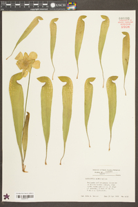 Sarracenia minor image