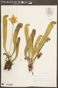 Sarracenia minor image