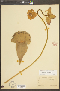 Sarracenia purpurea image