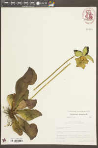 Sarracenia purpurea image