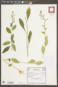 Lobelia amoena image