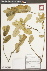 Quercus virginiana image