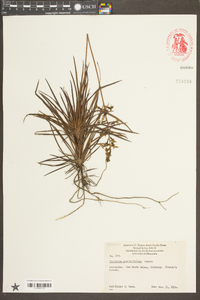 Stylidium graminifolium image