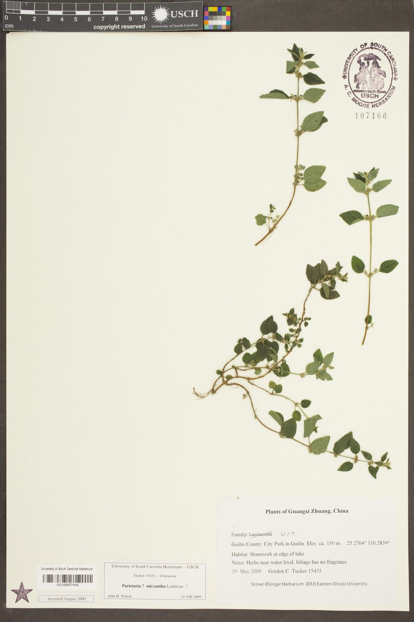 Parietaria micrantha image