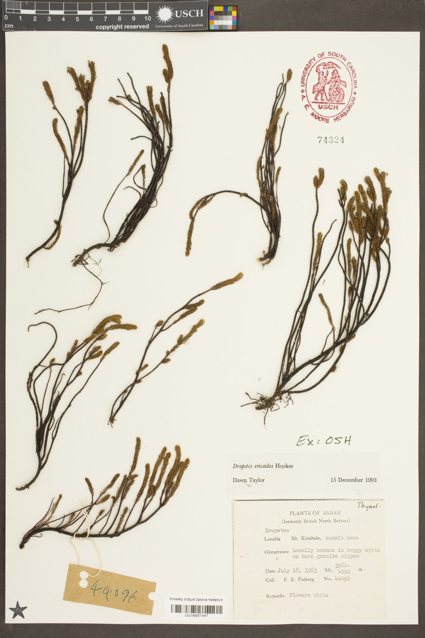 Kelleria ericoides image