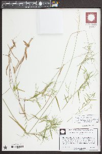 Dichanthelium dichotomum var. nitidum image